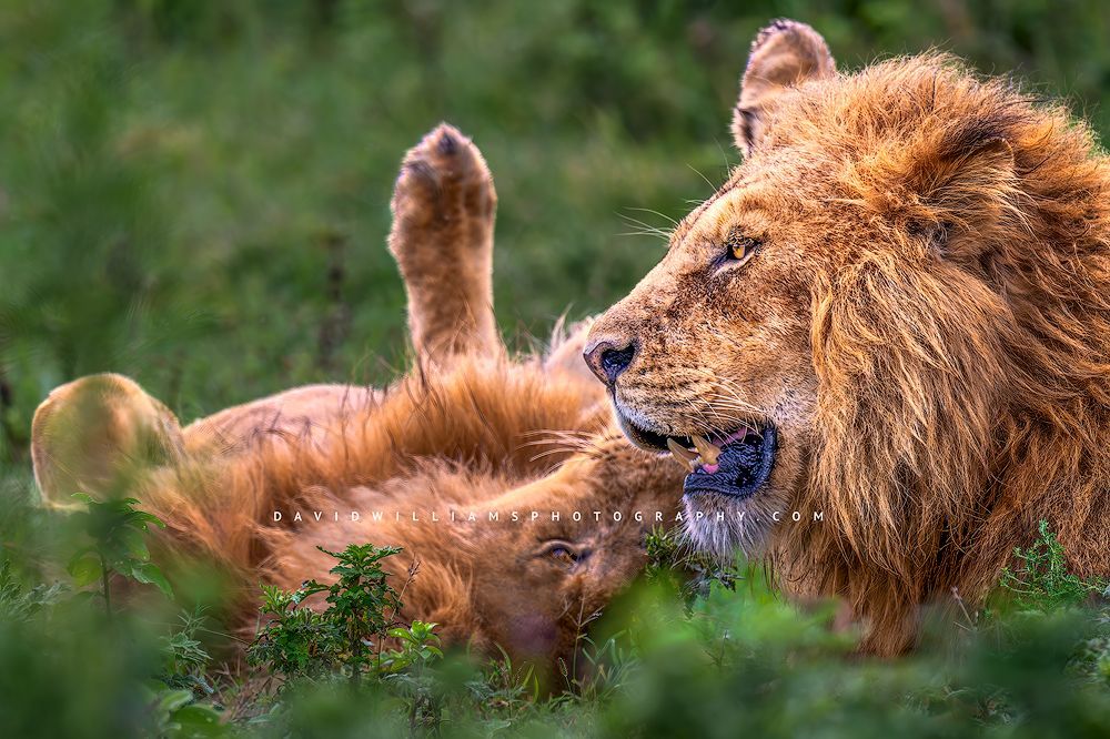 2 male lions playing in golden light, Ngorongoro, Tanzania