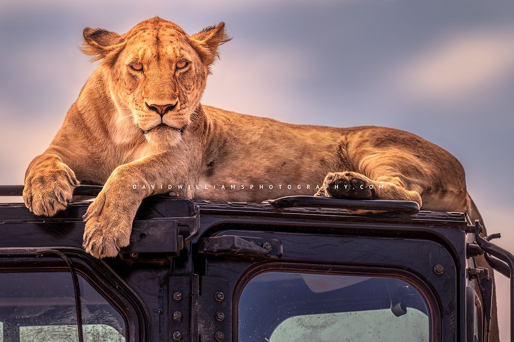 A lioness perched upon a caterpillar bulldozer, Ngorongoro, Tanzania