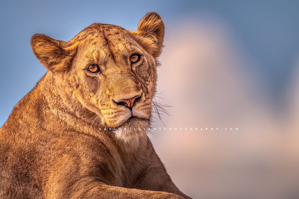 A close up of a lioness with eye contact, Tanzania, Africa