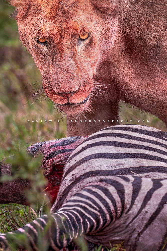 Eye contact with a Lioness after a zebra kill, Tanzania, Africa