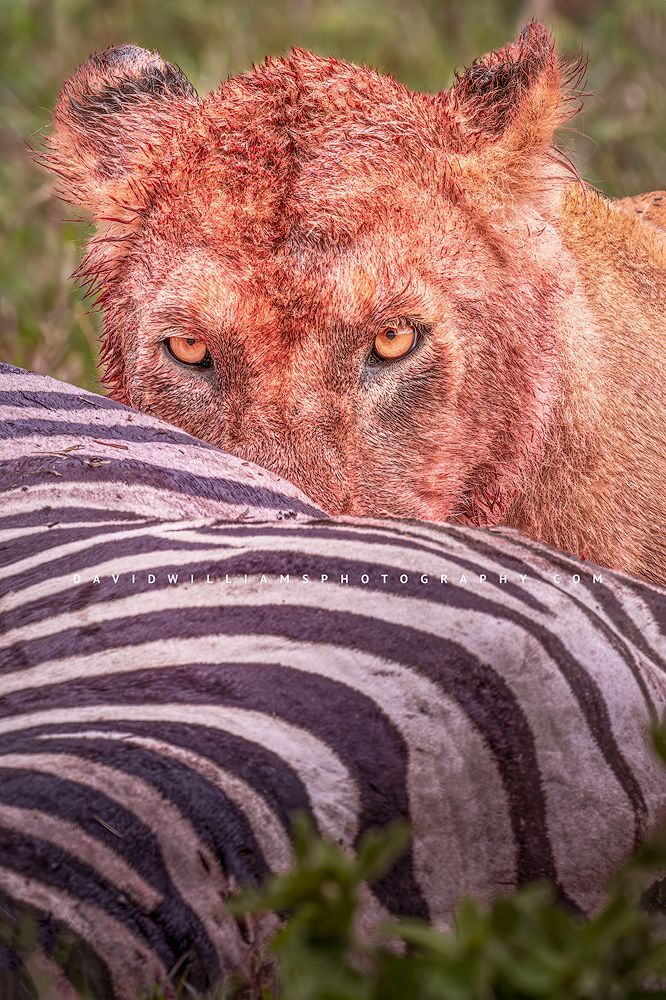 Eye contact with a Lioness after a zebra kill, Tanzania, Africa