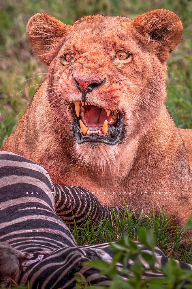 A growling lioness at the kill site of a zebra, Tanzania, Africa