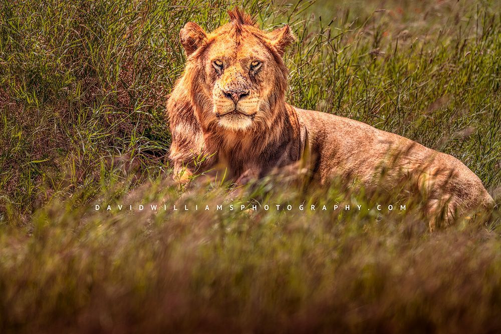 Sub-adult male lion with beginning mane resting in tall green grass, face covered in flies, eye contact in morning sunlight, Tarangire National Park, Tanzania, horizontal