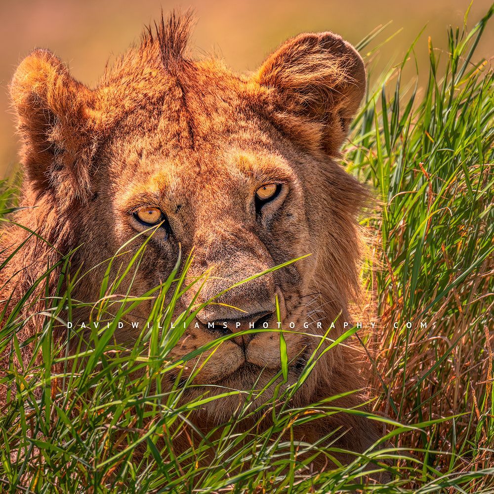 Sub-adult lion with beginning mane and only head visible above tall grasses, eye contact in golden light, Tarangire National Park, Tanzania, square image