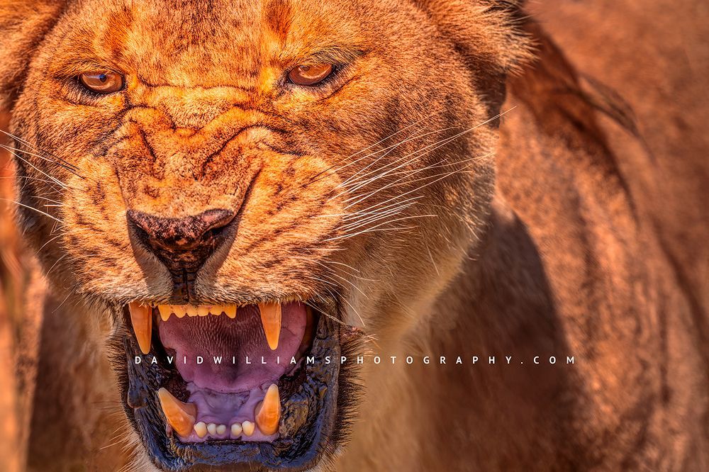 Extreme close-up of an adult lioness snarling with mouth open, sharp fangs exposed and colorful eyes in golden light, Tarangire National Park, Tanzania, horizontal