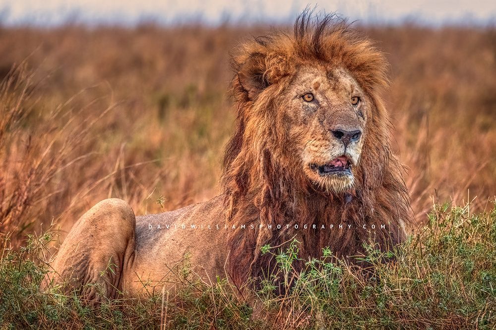 Close up of an adult male lion relaxing in the golden grasses of the Masai Mara, Kenya