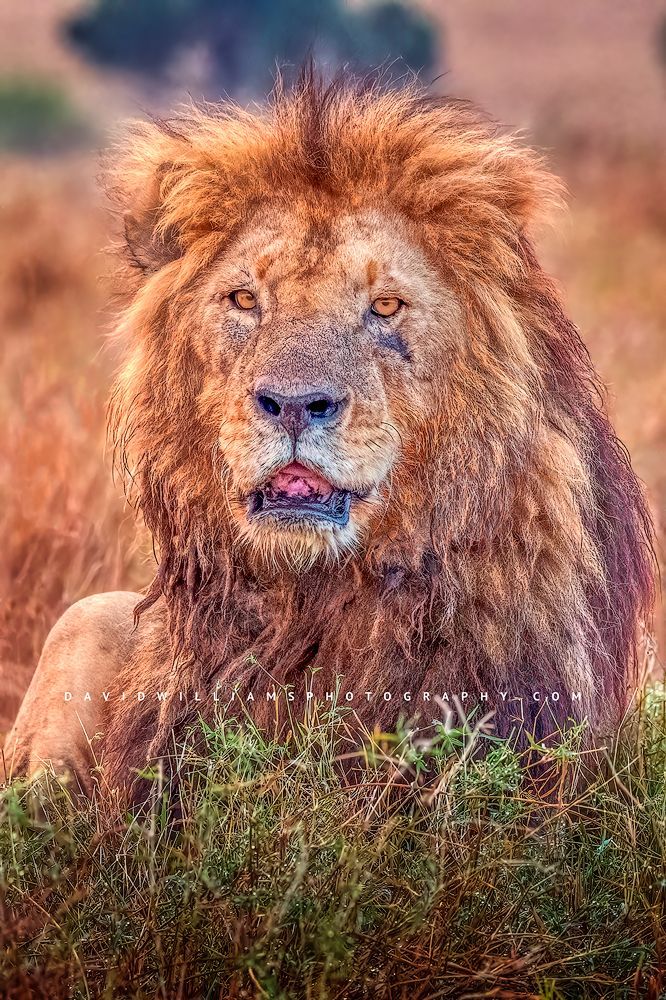 An adult male lion in the golden grasses, Masai Mara, Kenya