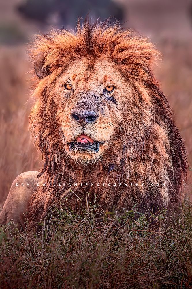 Male lion in golden grass, photographed with affordable wildlife gear A male lion relaxing in the golden grasses, Africa