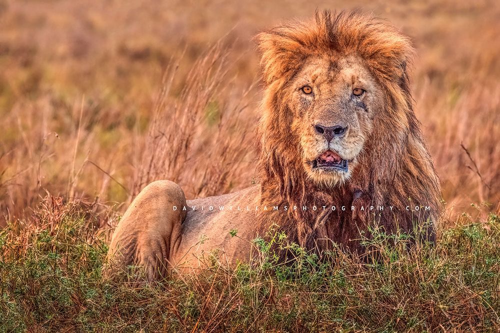 A close up of the face and body of a male lion with eye contact, Kenya