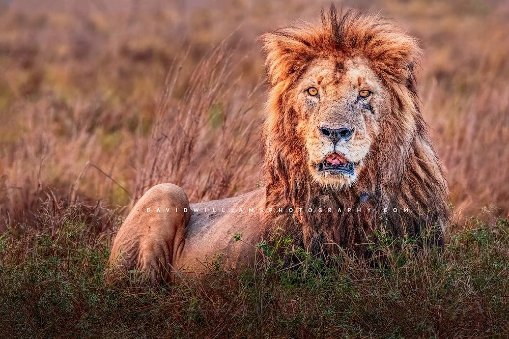 A male lion locks eyes while resting in golden grasses on the African plain A male lion resting in the golden grasses of Africa