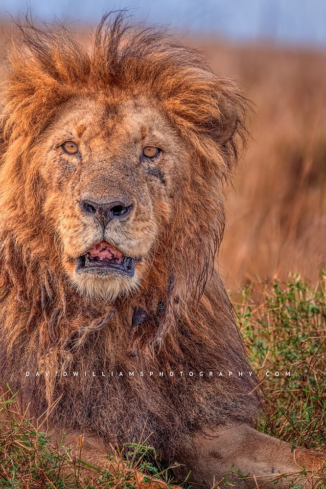 A close up of the head of a lion in the golden grasses of the Mara, Kenya