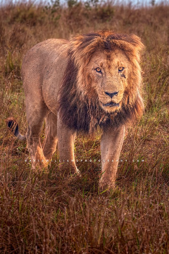A male lion walking in the golden grasses of the Masai Mara, Kenya