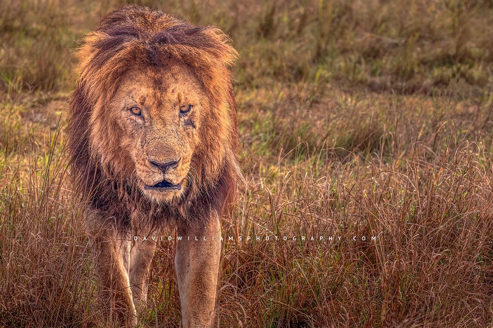 A close up of a male lion walking toward camera in the golden savanna, Masai Mara, Kenya