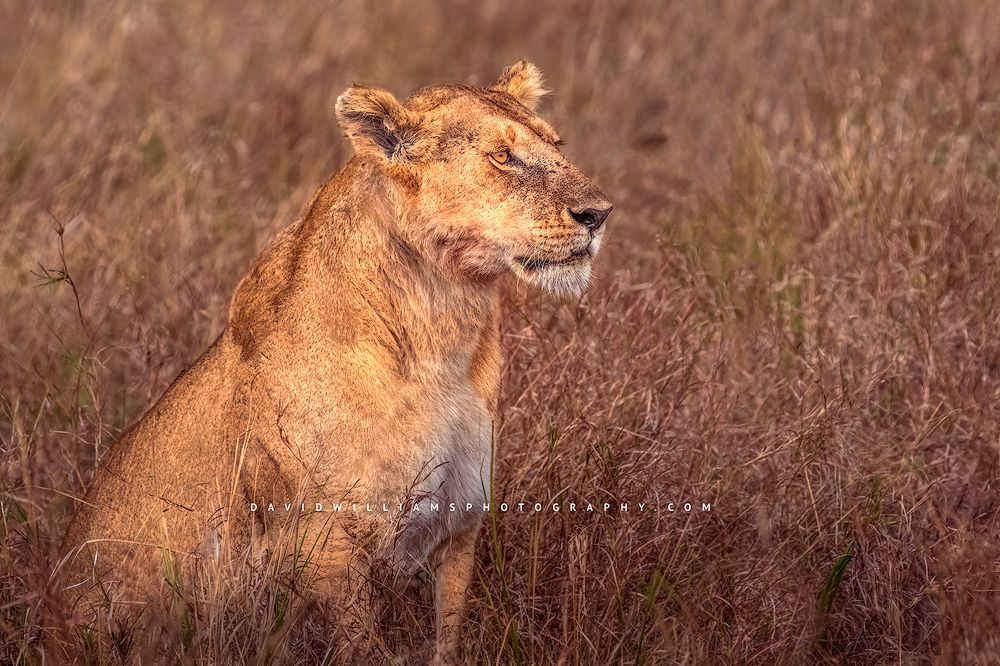 An adult lioness waiting in tall grass, Masai Mara, Kenya
