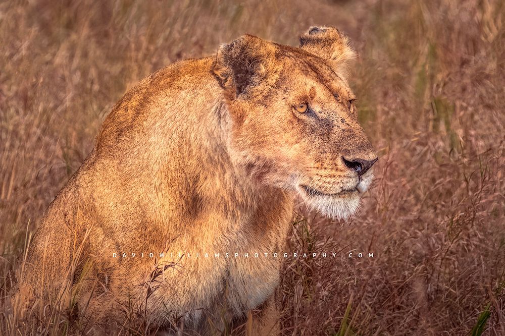 An adult lioness crouching in the tall grasses before a kill, Kenya