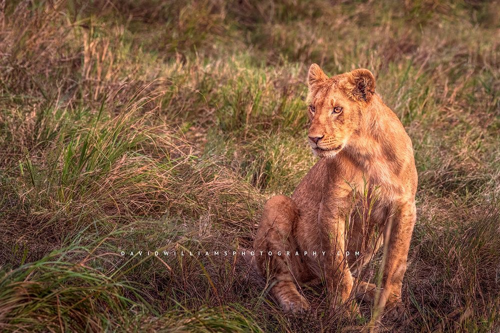 A sub adult male lion honing hunting skills in the golden light, Kenya