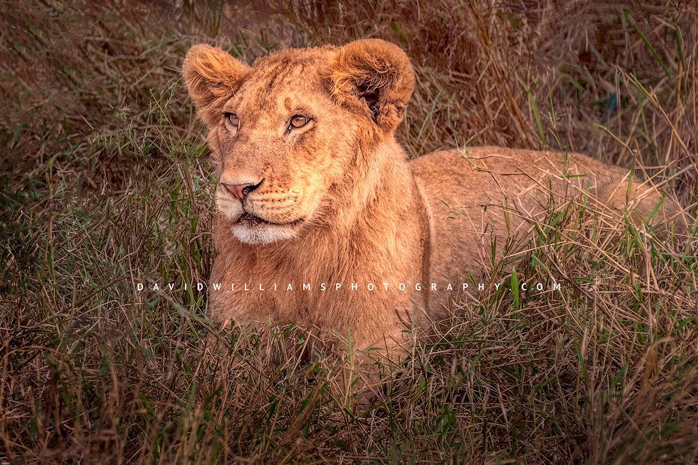 Close up of a sub adult male lion relaxing in the golden grass, Kenya