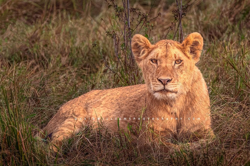 A lion cub in tall grasses of the Masai Mara, Kenya