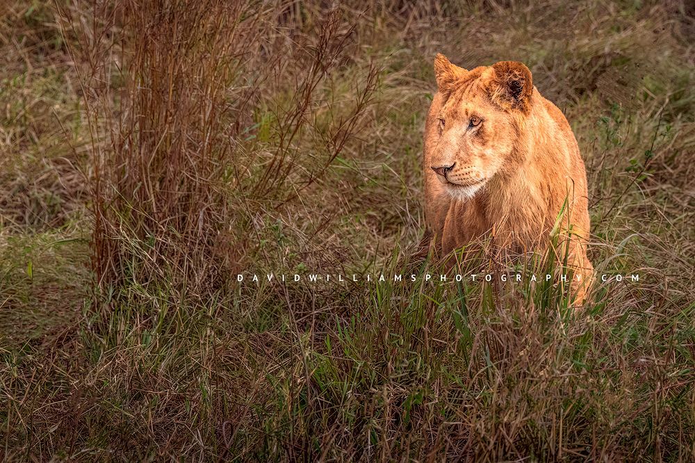 A lion sub adult honing hunting skills in tall grasses, Masai Mara, Kenya