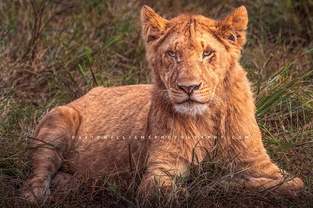 A lion cub staring at the camera, Masai Mara, Kenya, Africa