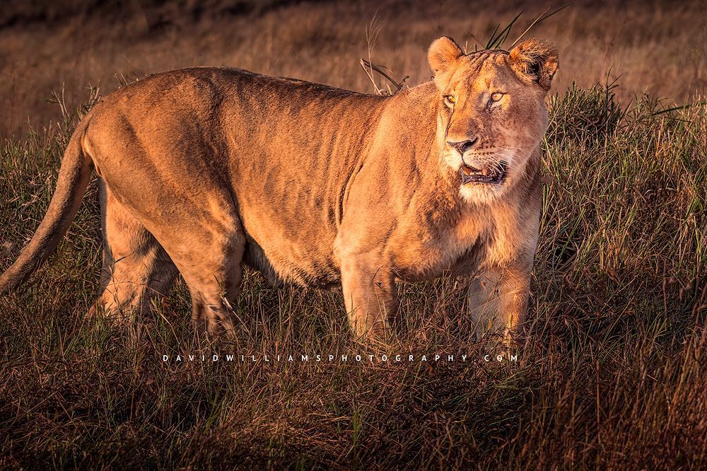 A single lioness prowling in the late day sun, Masai Mara, Kenya