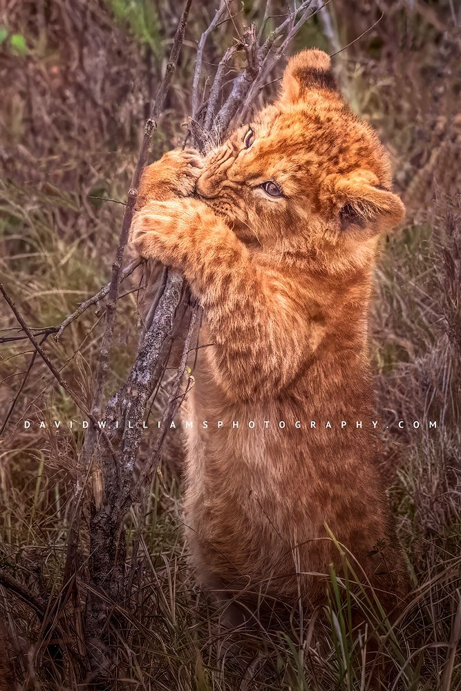 A Lion cub playfully biting a tree branch, Masai Mara, Kenya
