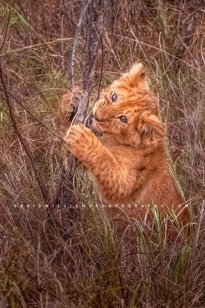 A Lion cub playfully biting a branch, Masai Mara, Kenya