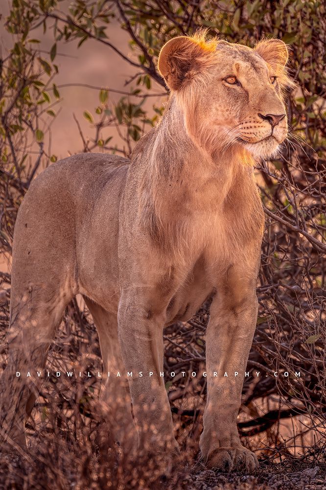 A young male lion training his eye towards hunting, Kenya, Africa
