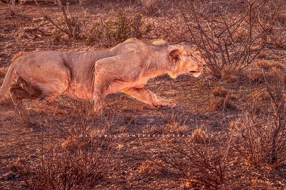A young lion crouching in the golden grasses, Kenya, Africa