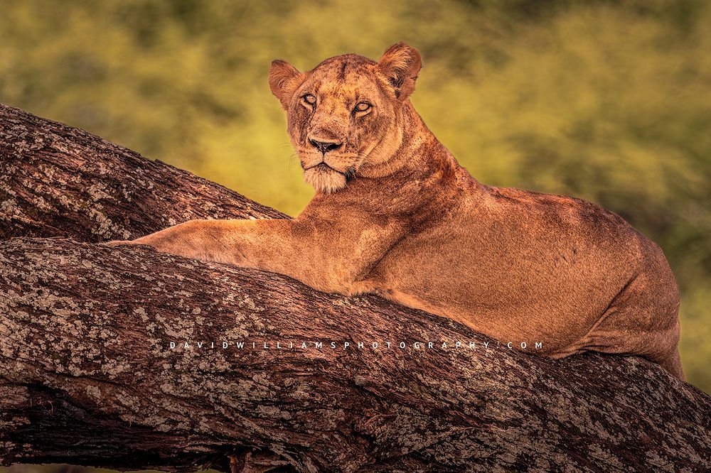 Dappled light on a lioness in tree, Tarangire, Tanzania, Africa
