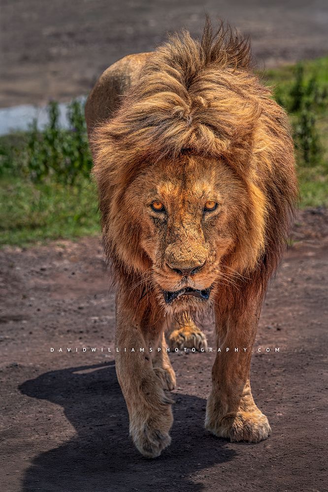 A vertical close up a lion’s face, Ngorongoro, Arusha, Tanzania