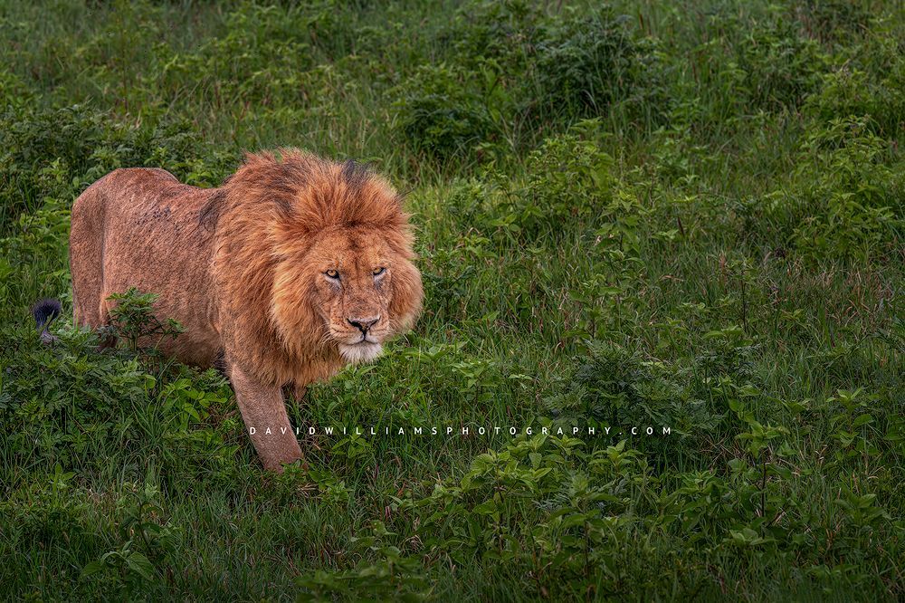 A large male lion walking toward camera with eye contact, Tanzania