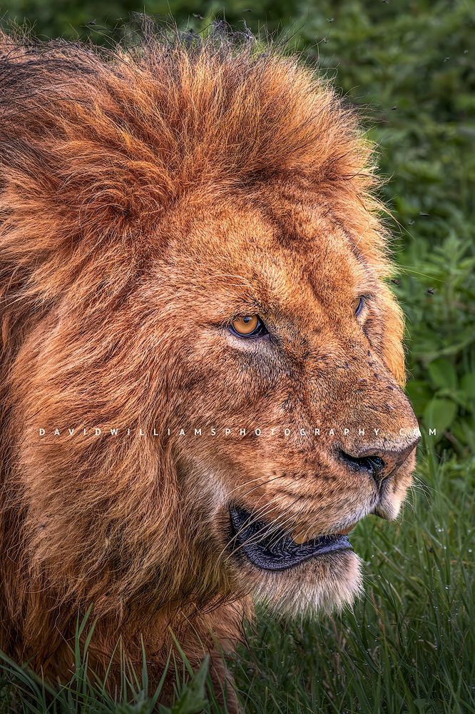 A Large male lion on the prowl, Tanzania, Africa