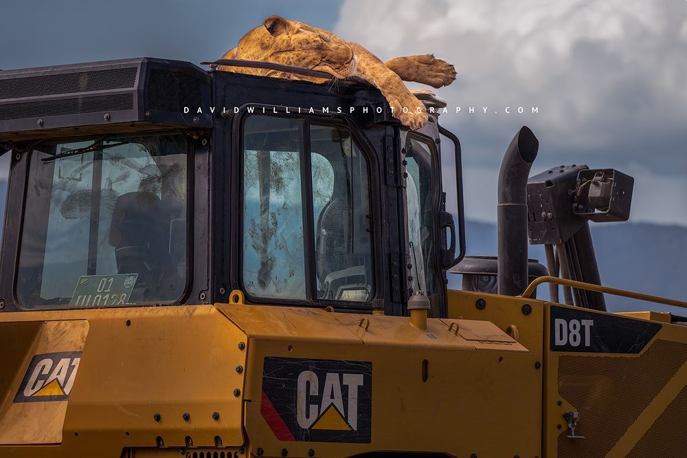 A cat on top of a Caterpillar bulldozer, Ngorongoro, Arusha, Tanzania