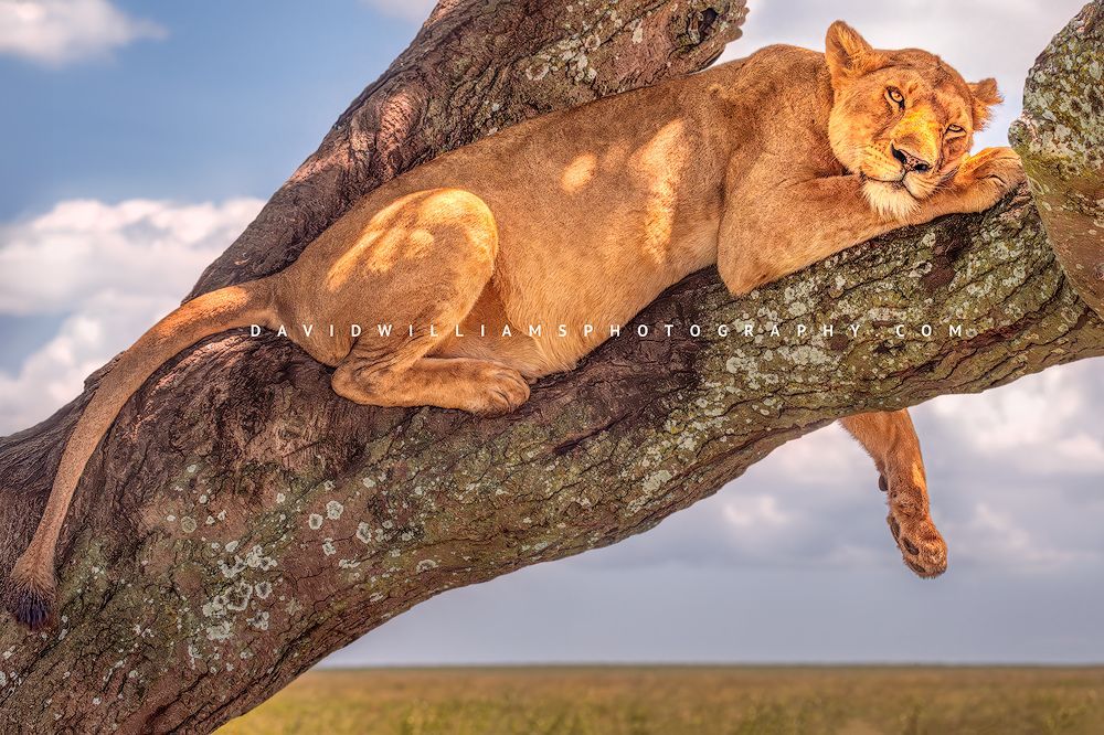 Close-up of a lioness stretched out on a large tree limb in Tarangire National Park, Tanzania, full body in dappled golden light, horizontal