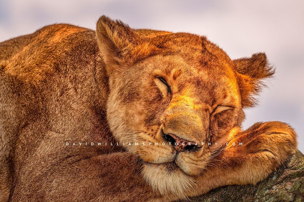 Extreme close-up of an adult lioness resting her face on her paw as she sleeps in dappled golden sunlight on a tree limb in Tarangire National Park, Tanzania