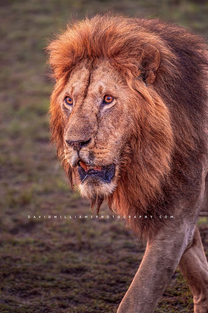 A sun lit lion walking through the Masai Mara, Kenya