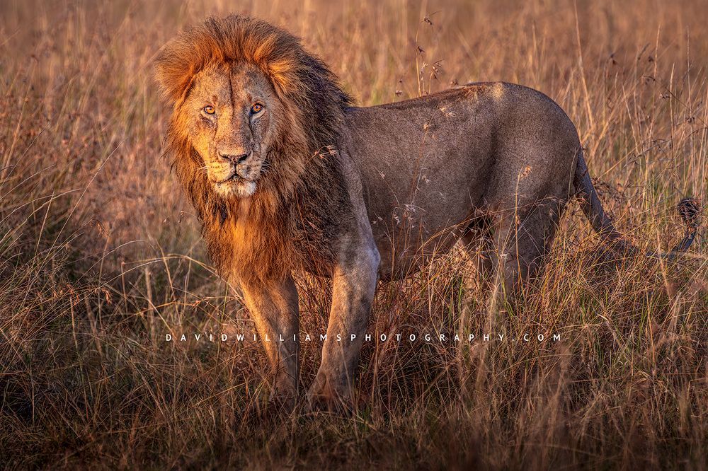 Late day sun in the eyes of a large lion, Kenya, Africa
