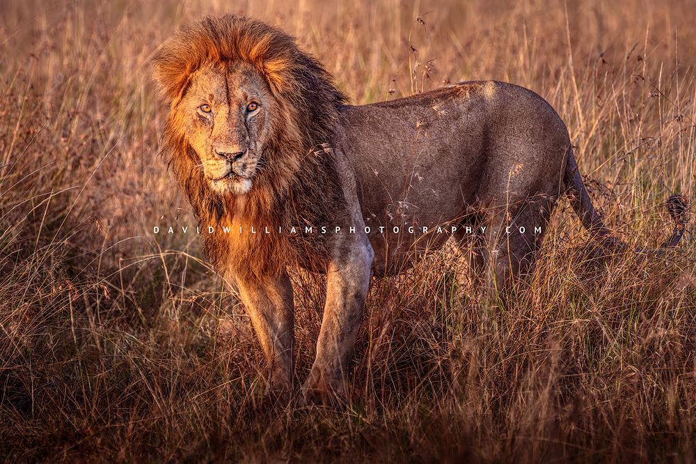 African lion in golden light representing the African Big Cat Photography gallery
