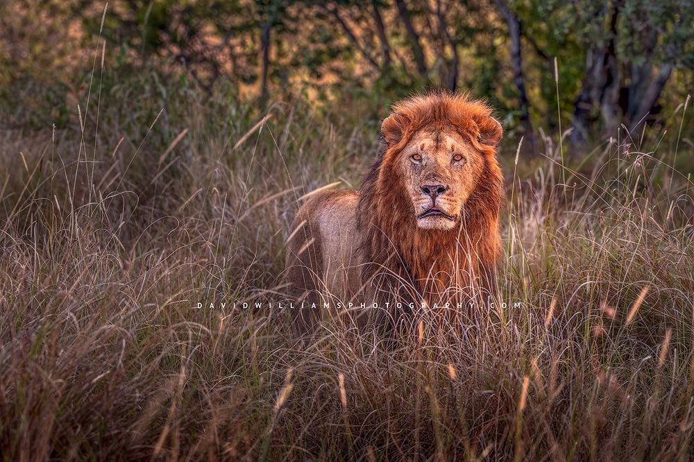 The face of a beautiful lion in golden hour, Kenya, Africa