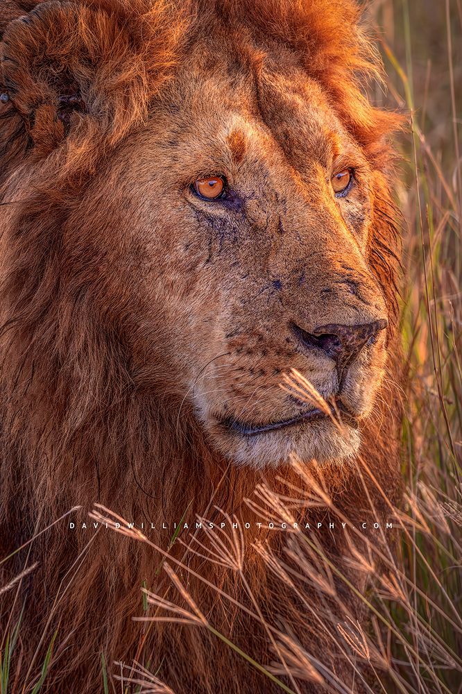 Colorful eyes in a headshot of a lion, Kenya Africa