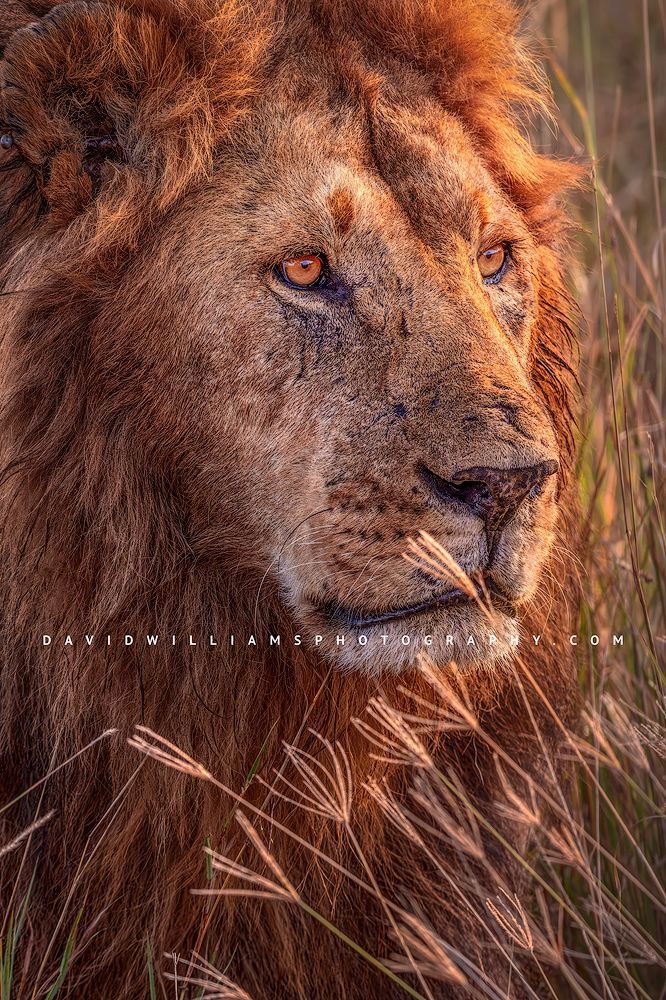 Fine art wildlife photo of a lion in golden light, taken in Masai Mara with a telephoto lens A tight shot of a lion's head, Masai Mara, Kenya