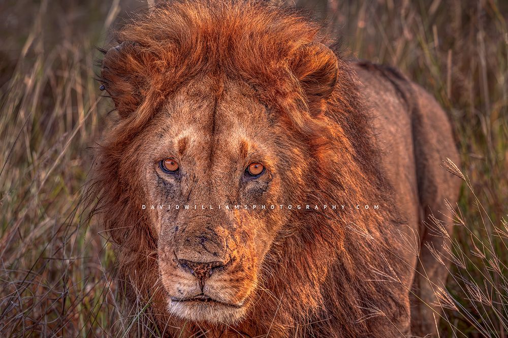Colorful eyes in a headshot of a lion, Kenya, Africa