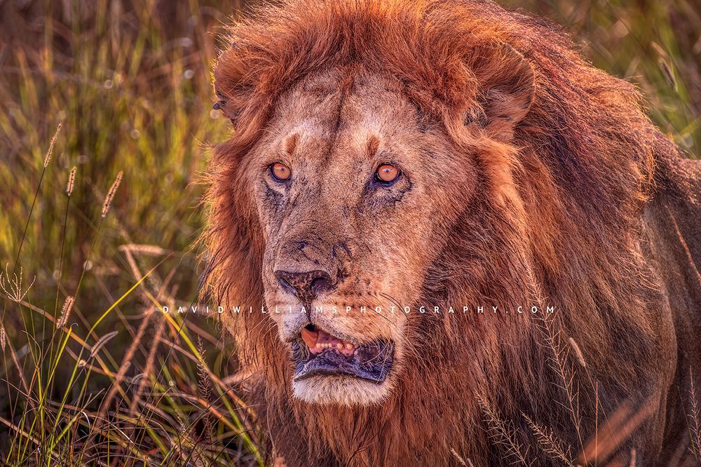 The face of a lion in golden hour, Kenya, Africa