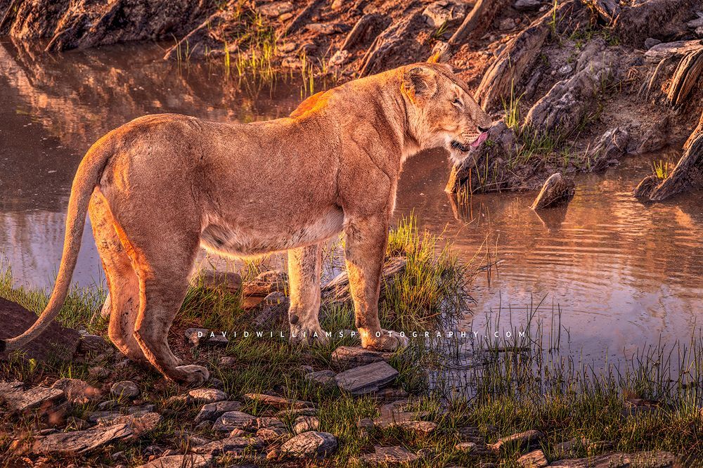 An adult lioness at a natural watering hole, Kenya, Africa