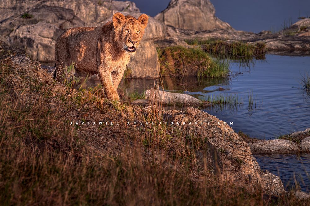 A single lion in late day sun looking for prey, Kenya