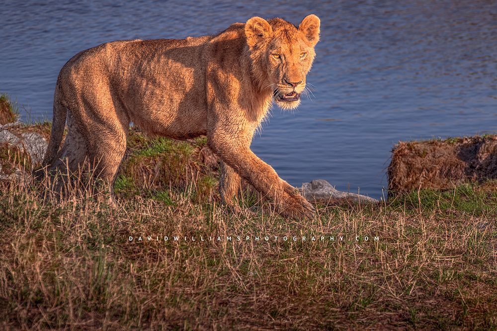 A single lion in late day sun looking for food, Kenya