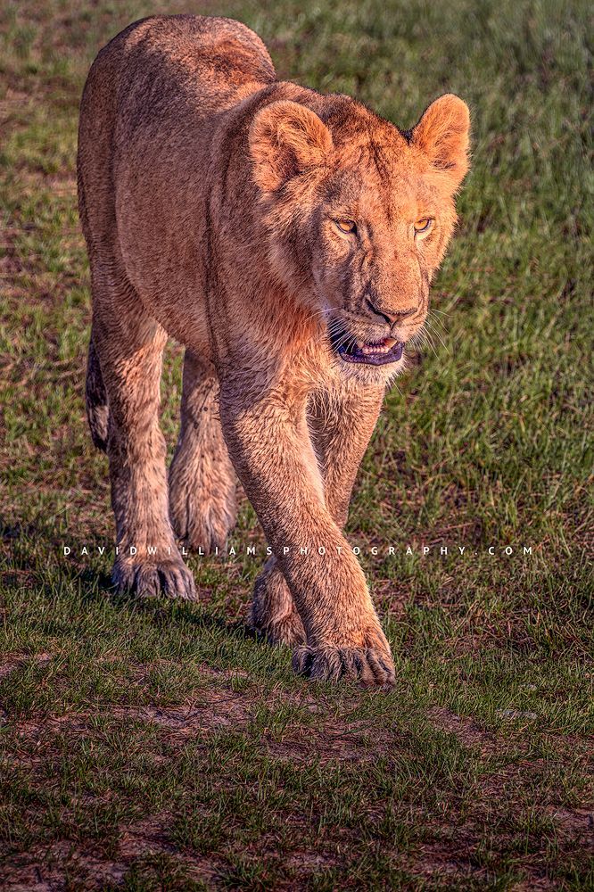 A wet lioness in the greenery of Masai Mara, Kenya, Africa