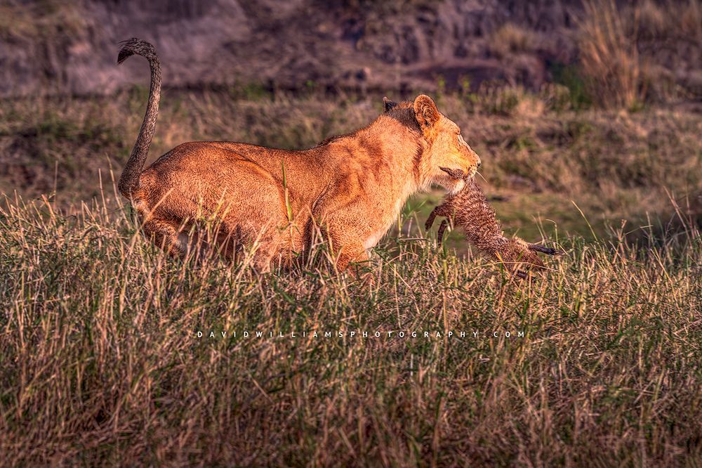 Sub-adult Lion (Panthera leo) holding a banded mongoose after chase, Masai Mara, Kenya, horizontal