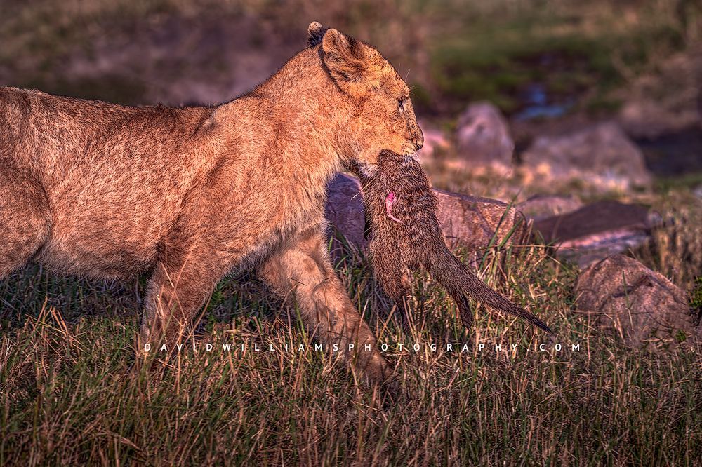 A lion cub running with prey in its mouth, Kenya